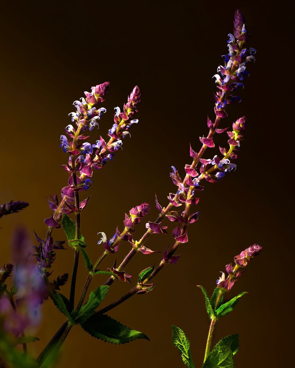 Savage Garden geurstokjes