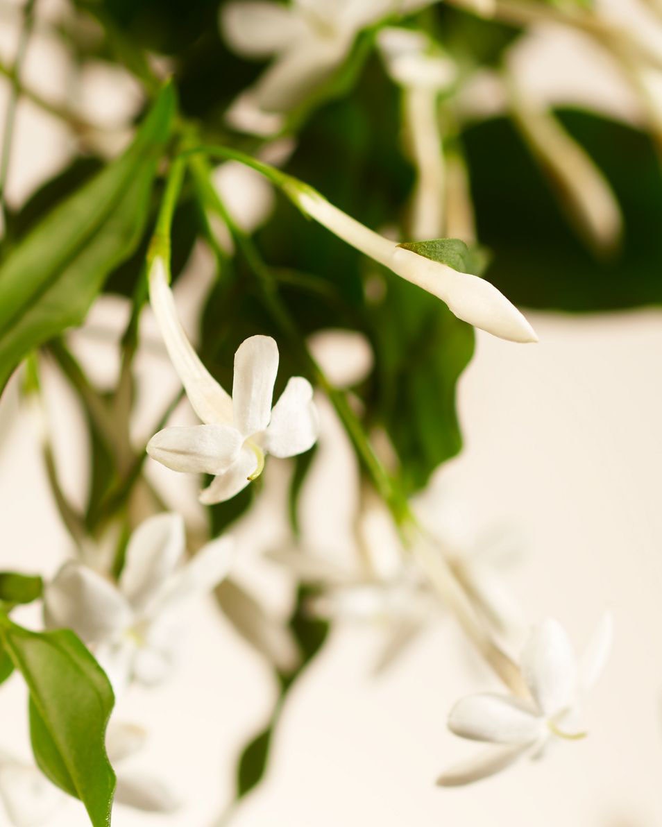 Sweet Jasmine mini geurstokjes