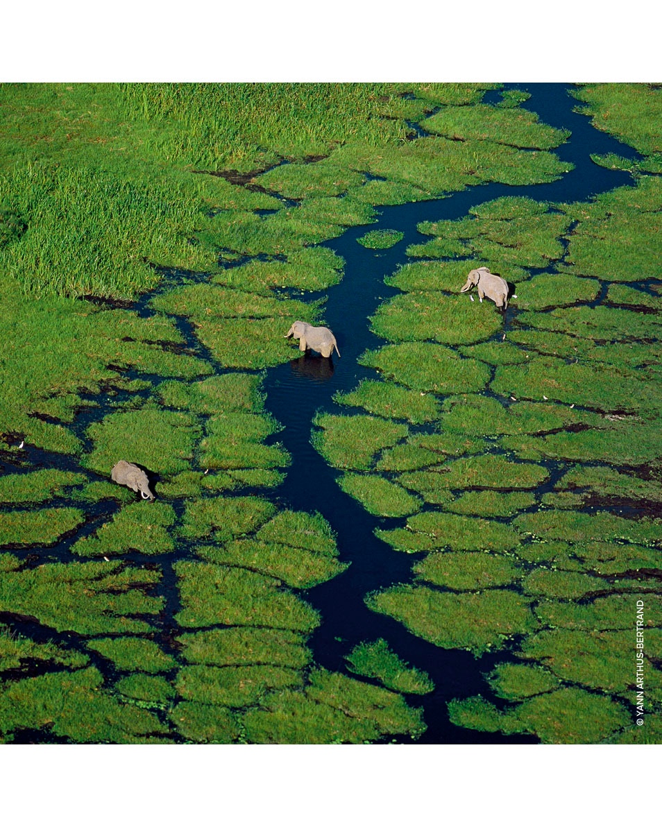 GUERLAIN AQUA ALLEGORIA PERA GRANITA – EAU DE TOILETTE REFILL 200 ML 4