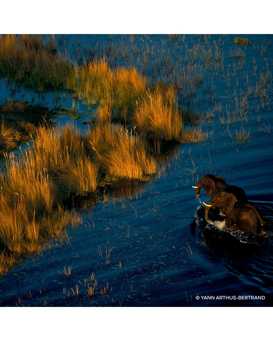 GUERLAIN AQUA ALLEGORIA MANDARINE BASILIC FORTE - EAU DE PARFUM 200 ML 4