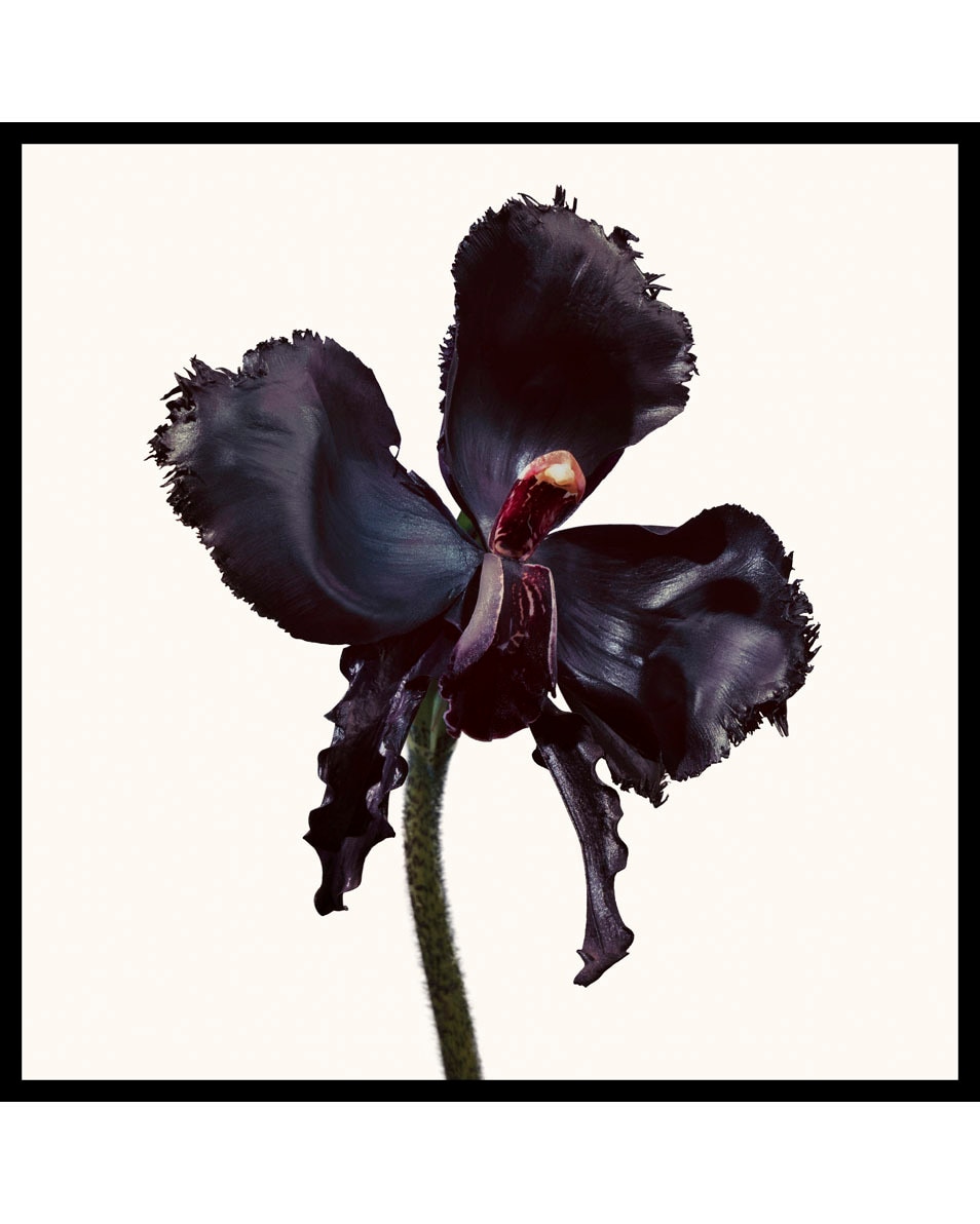 TOM FORD Black Orchid Reserve Set Eau de Parfum 4 ST 3