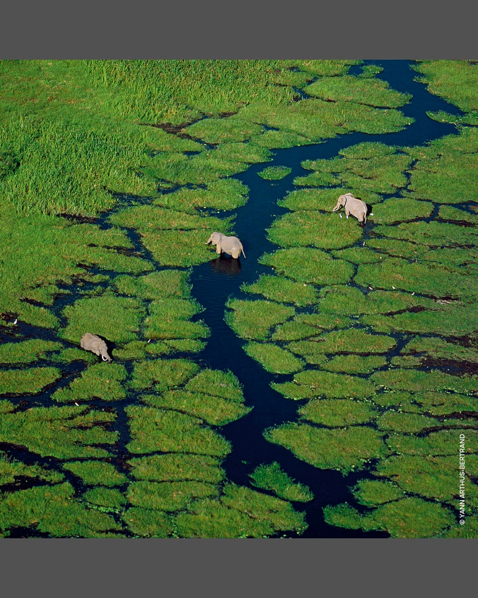 FLORA CHERRYSIA - EAU DE TOILETTE