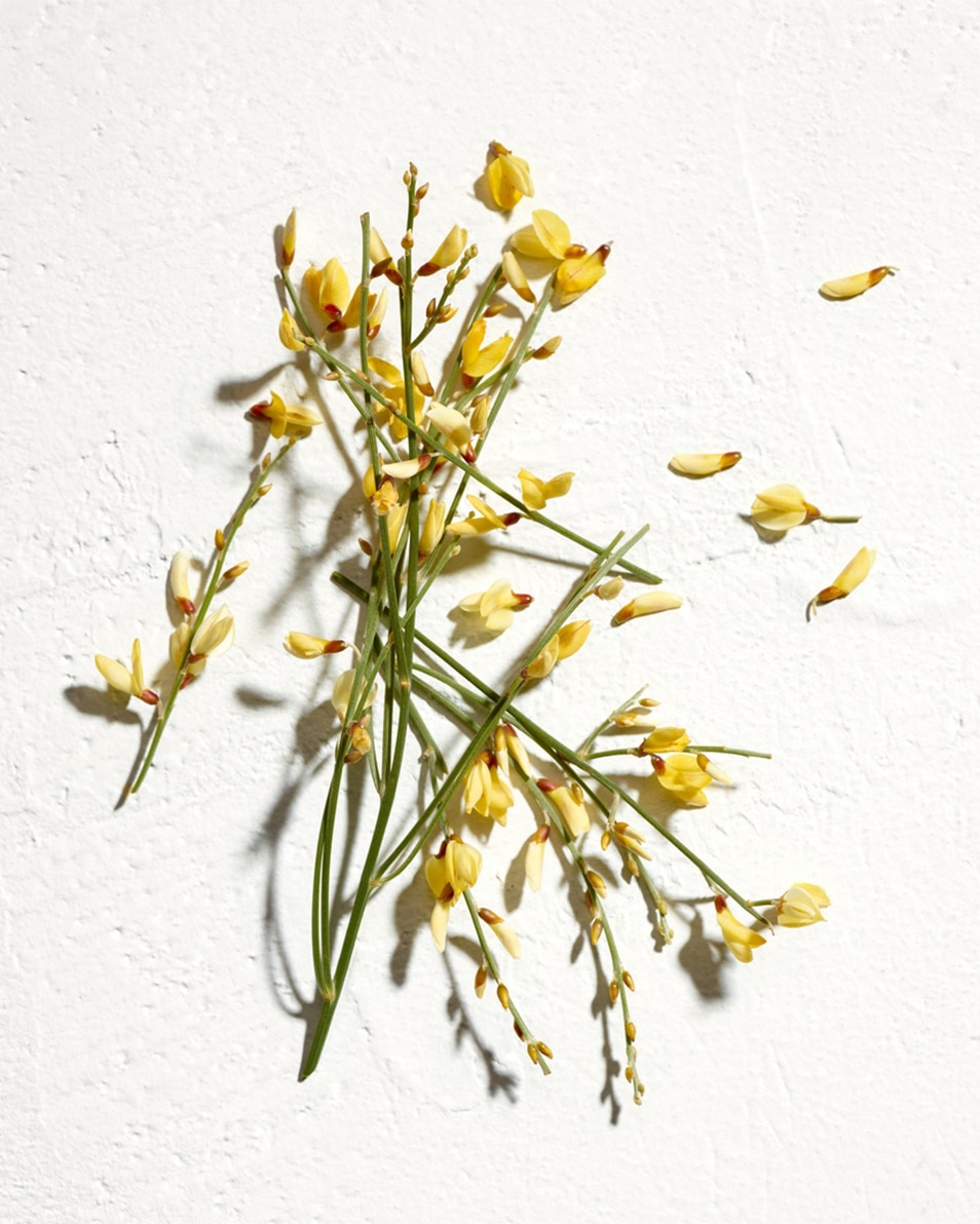 JIL SANDER Sun Women Eau de Parfum 75 ML 5