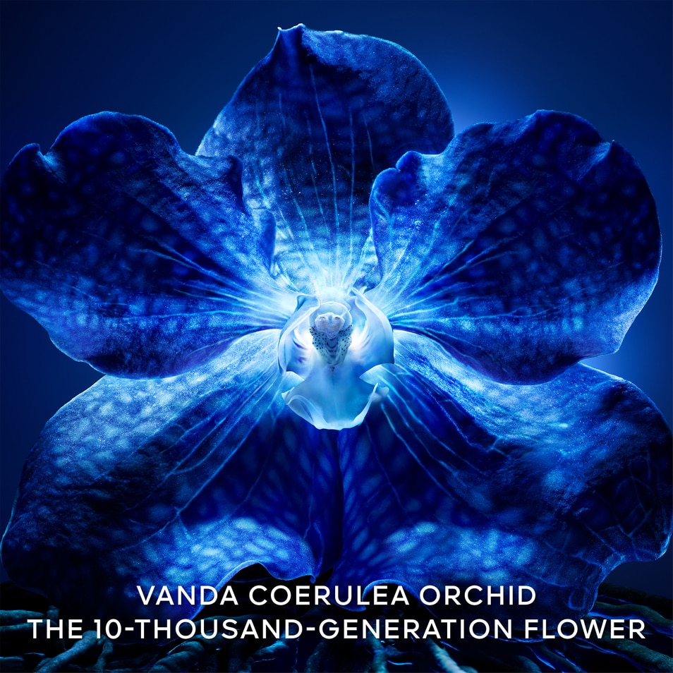 DE LONGEVITY RICH CREAM - DE NAVULLING