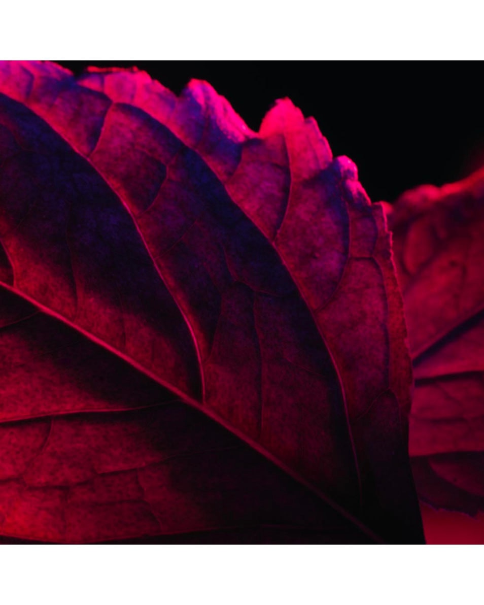 LANCÔME La Nuit Trésor Rouge Drama Eau De Parfum Intense - Bloemige & Fruitige Eau De Parfum Intense Voor Dames 50 ML 5