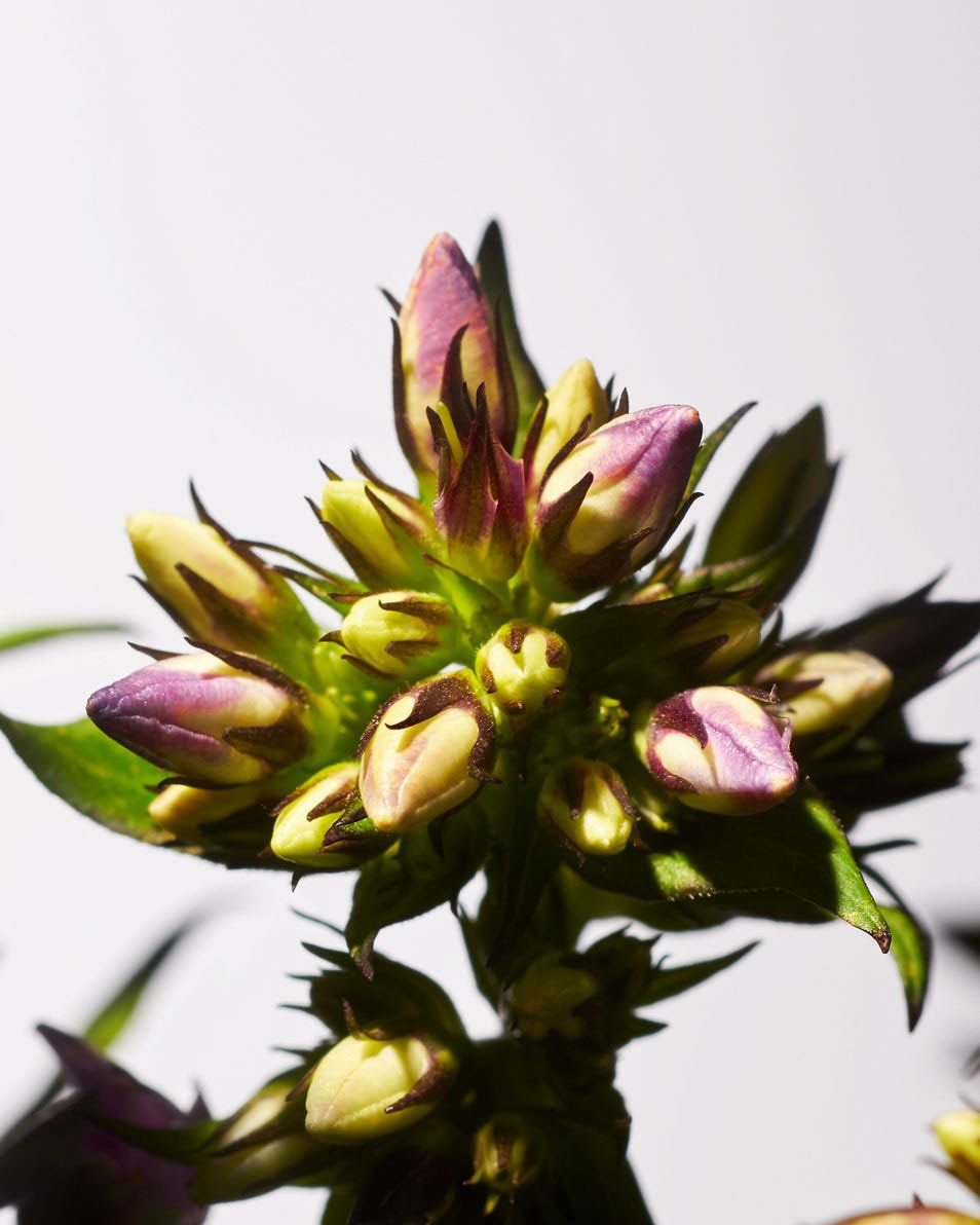 Savage Garden geurstokjes