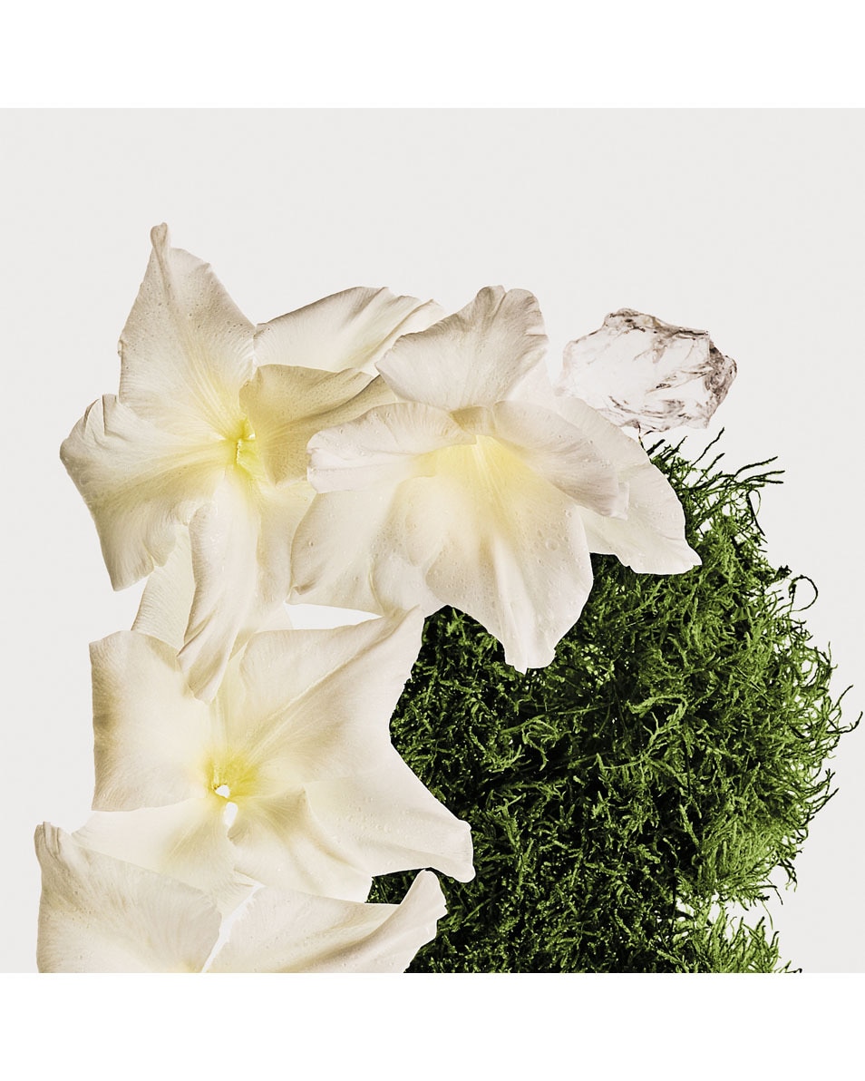 CALVIN KLEIN CK Cotton Musk Hair & body perfume mist 236 ML 2